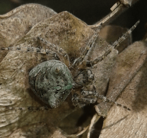 Araneidae : Araneus sp.? No,  Gibbaranea gibbosa  da confermare